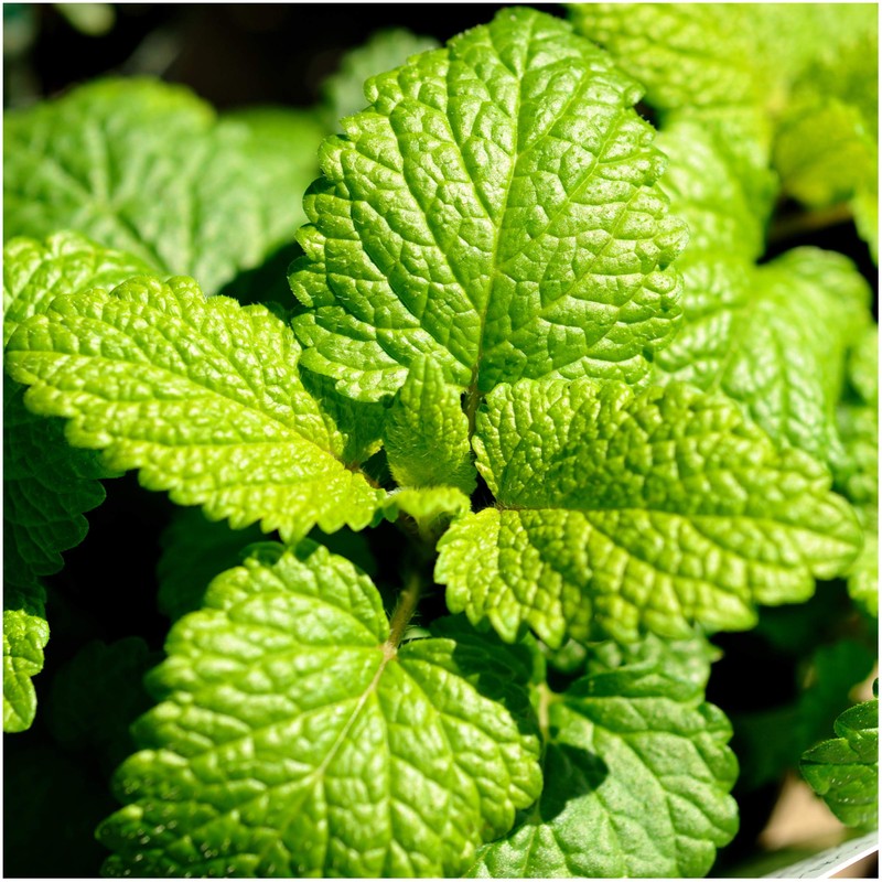 Seed Needs, Lemon Balm Herb Seeds for Planting (Melissa officinalis)