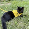 Cat Harness with Leash and Collar for Walking - Escape