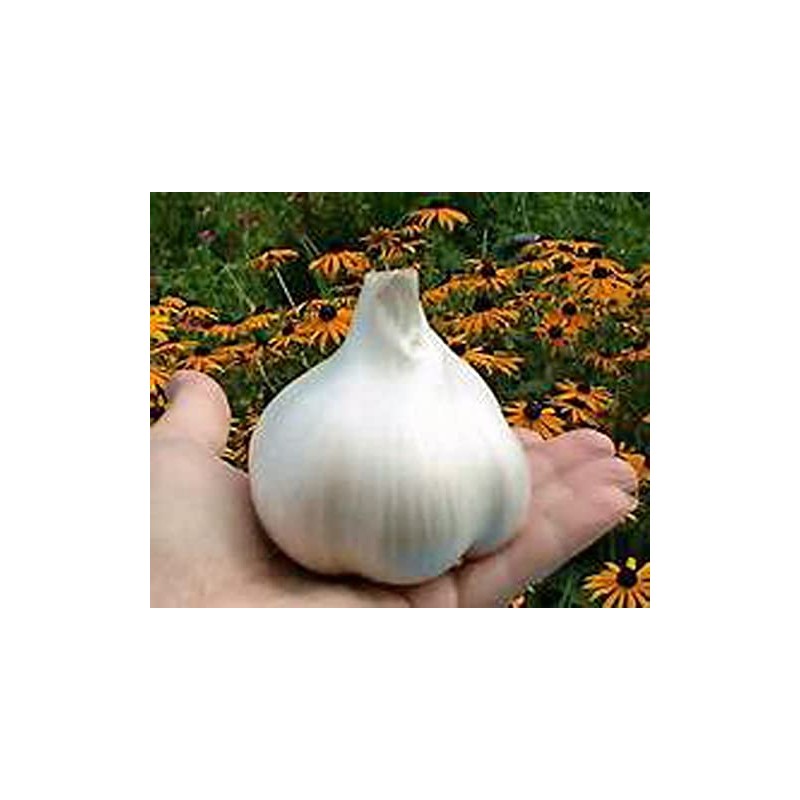 Fresh organic elephant garlic bulbs 2 pounds
