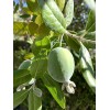 Home-Growth Feijoa Sellowiana, Pineapple Guava - 1 Pound Fresh Fruits