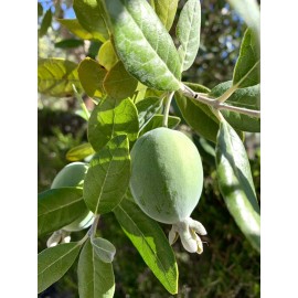 Home-Growth Feijoa Sellowiana, Pineapple Guava - 1 Pound Fresh Fruits - USA