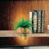 Mysterious Air Fern, Set of 2 – Water & Soil