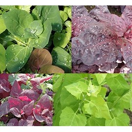 Orach, Aurora Mix, Greens,mountain Spinach,french Spinach, 300 Seeds