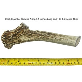 WhiteTail Naturals | Premium Deer Antler for Dogs | (XXL, XL, L) | All Natural Organic Antler Chew | USA Dog Chews for Big Breeds | Long Lasting