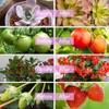 Solar Plant Grow Light Strip Solar Power Full Spectrum 5W