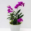30 Inch Or 16 InchPlant Stakes for Flowers - 5