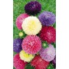 RAISE ME UP: Seeds Aster King Size Mix Annual Flowers