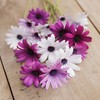 Eden Brothers Cape Daisy Seeds - Ballade Mix