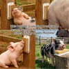 Toys for Pigs - 3-Pack Interactive Grooming Brushes | Pig