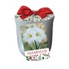 White Christmas Amaryllis in Sliver Ceramic Planter