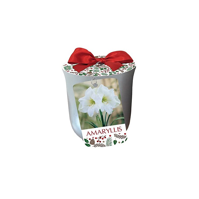 White Christmas Amaryllis in Sliver Ceramic Planter