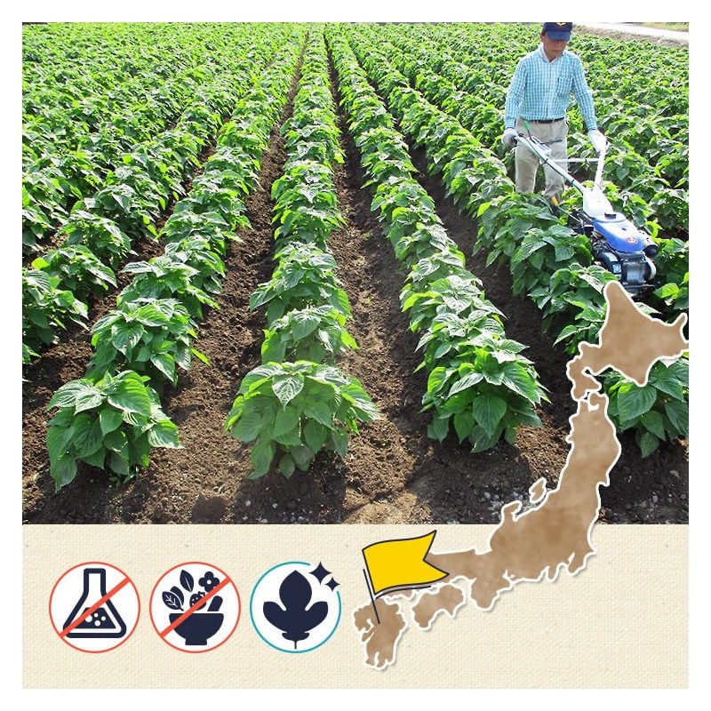 若葉 桑の葉茶 国産 粉末 桑の葉 パウダー 50g 青汁 熊本県産 カフェインレス