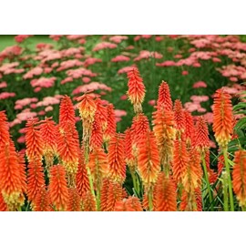 Red Hot Poker/Torch Lily/Poker Plant/kniphofia (1)