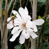 Star Magnolia Seeds Magnolia Stellata 'Royal Star' Fragrant Hardy Cut