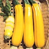 Seeds Zucchini Yellow Heirloom Vegetable for Planting Non GMO