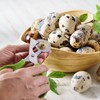 Dokeno Quail Egg Scissors 6 Pieces, Stainless Steel Quail Egg