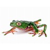 Calvendo Phyllomedusa Giant Makiffrog Bi-Colour