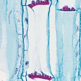 Pumpkin Stem, l.s, 12 m Microscope Slide