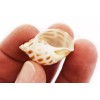 Florida Shells and Gifts 24 Babylonia Areolata Shells 1-1 1/2"