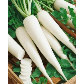 Fresh 700+ WHITE ICICLE RADISH SEEDS.  FRESH HARVEST FOR GARDENS