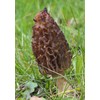 NIKA SEEDS - Spores Black Morel Mushrooms for Planting on
