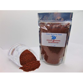 16 oz Cress Seeds for Sprouting Microgreens, A Rich Source of Vitamins and Minerals and Health-Promoting Nutrients! COOL BEANS N SPROUTS Brand, A Small Town Family Run USA Business
