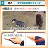 Pet Pilala Dog Leash, Photogenic, Simple, 3D Mesh Material, Lightweight,
