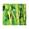 Apollo Gardening Ltd 52541 PEA & BEAN NET 4X2M