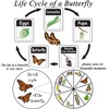 Entomology Starter Pack Includes pins, mounting Board, Spreading Tools, Display