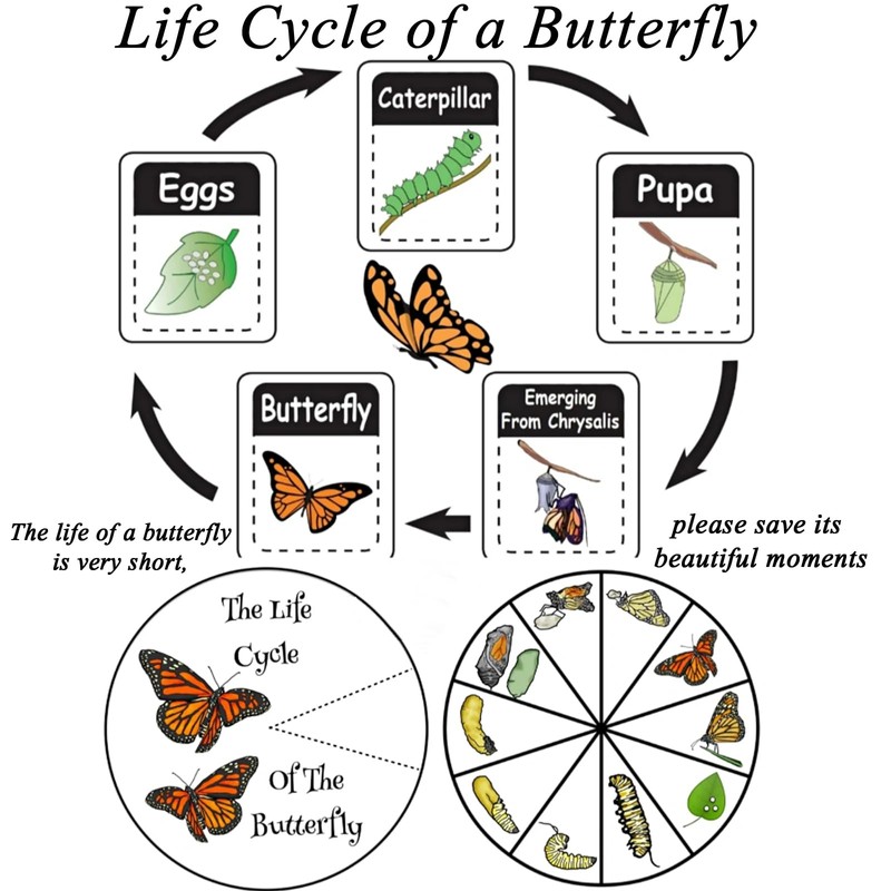 Entomology Starter Pack Includes pins, mounting Board, Spreading Tools, Display