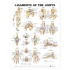 Ligaments of the Joints Anatomical Chart