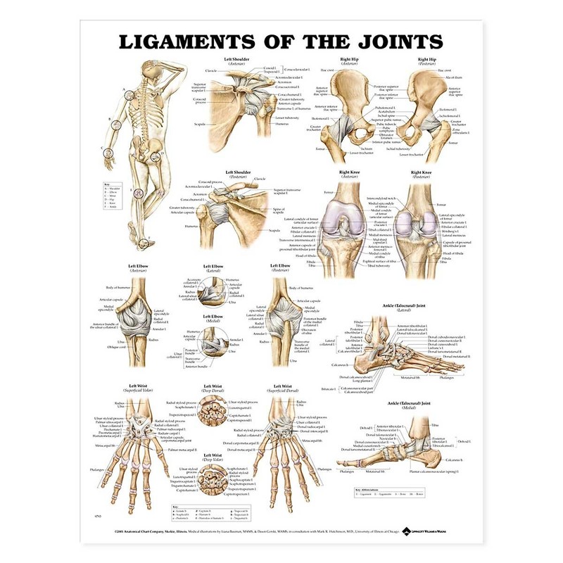 Ligaments of the Joints Anatomical Chart
