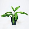 Puffy Leaf Japanese Lady Palm (Rhapis Excelsa Koban) – Rare