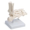 Medical Anatomical Skeleton Foot Model, Life Size