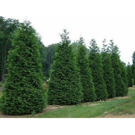 2 Arborvitae Green Giants 12-18" Tall Live Plants in 4" Pots - Thuja plicata