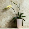 Yuvori White Orchid Pot Cover – 7.9” Tall Modern Eco