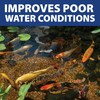 The Pond Guy InstaFix Algae Control, Outdoor Water Garden, Fountain