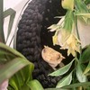 HyzaPhix Hammock Reptile Accessories, Terrarium Accessories Gecko, Reptile Decoration for