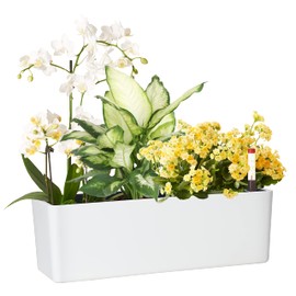 GardenBasix Elongated Self Watering Planter Pots Window Box 5.5 x 16 inch Indoor Home Garden Modern Decorative Planter Pot for All House Plants Flowers Herbs (White,1-Pack)