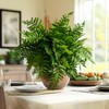 Bailikang 4PCS Artificial Boston Fern Fake Ferns Hanging Plant UV