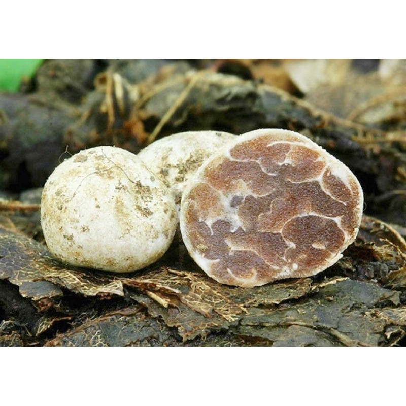 RAISE ME UP: White Truffle Mushrooms Spores (Tuber magnatum) Non
