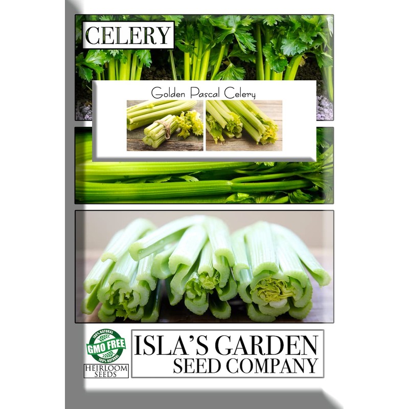 Golden Pascal Celery Seeds (Apium graveolens) – 1,000+ Non-GMO Heirloom