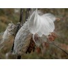 100 Milkweed Seeds: AIR Dried with NO Leaves - Non-GMO