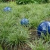 My Store Carex marrowii 'Ice Dance' Variegated Sedge Shade Grass