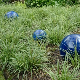 My Store Carex marrowii 'Ice Dance' Variegated Sedge Shade Grass Hosta Companion