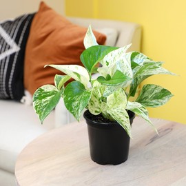 Marble Queen Pothos Plant in 4 Inch Planter Pot for Plants, Low Light Plants Live Houseplants, Pothos Live Plant Decor, Live Plants Indoor Plants Live Houseplants Live Indoor Plants by Plants for Pets