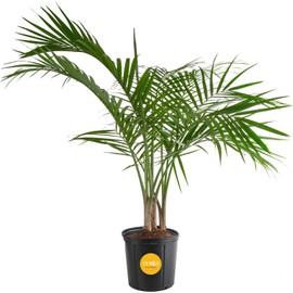 Costa Farms Majesty Palm, Live Indoor Plant, Tropical Decor, Air Purifying