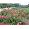 Live Plant from Green Promise Farms Flower Carpet Roses ROSA