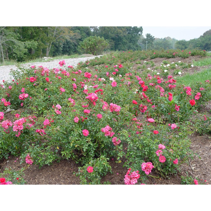 Live Plant from Green Promise Farms Flower Carpet Roses ROSA