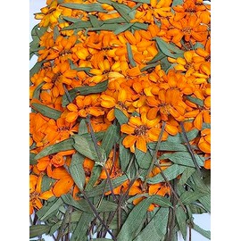 12 pcs Orange Zinnia with Stem Real Natural Dried Pressed Flowers for Resin Scrapbooking DIY Candle Decoration Jewelry Crafts